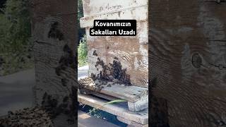 Kovanın Sakalları Uzadı Ibakımı Icılık Şfet