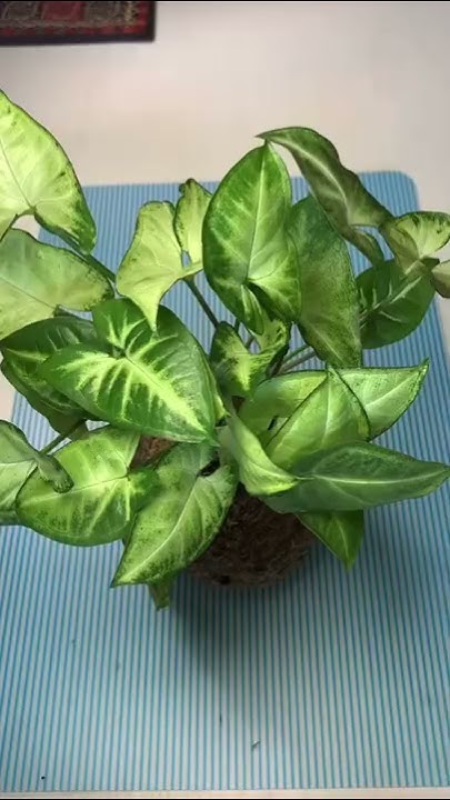 Сингониум в кокедаме #shorts #кокедама #kokedama #сингониум #syngonium ...