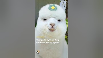 Vui buồn gì cũng phun nước miếng vào mặt người ta cái đã #alpaca