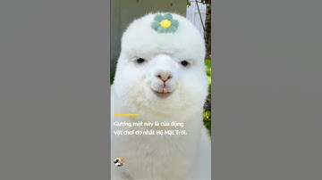 Vui buồn gì cũng phun nước miếng vào mặt người ta cái đã #alpaca