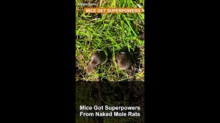 Mice Got Superpowers From Naked Mole Rats