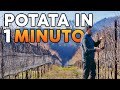 Potare la vite a GUYOT: tecnica SEMPLIFICATA!