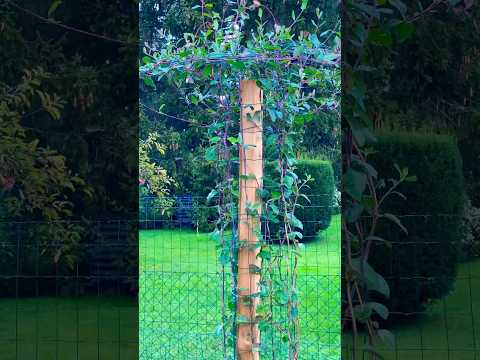 Chèvrefeuille grimpant. 2m en 3 mois. Chèvrefeuille lonicera henryi.