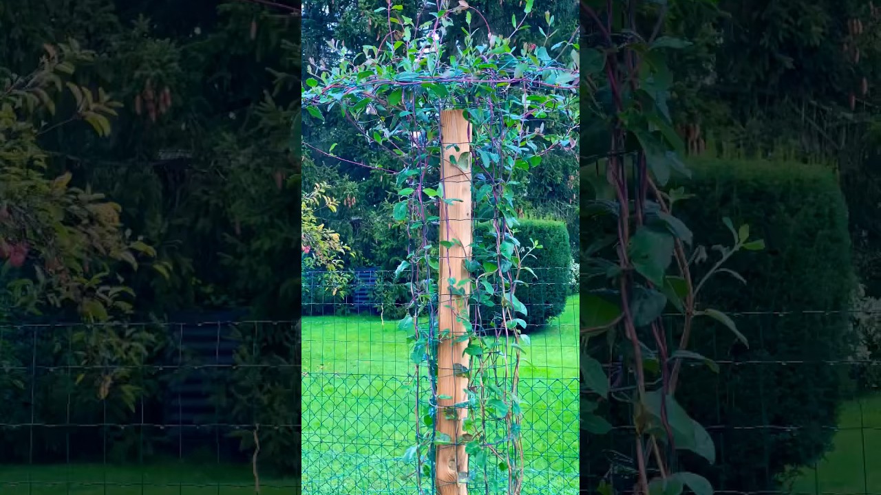 Chèvrefeuille grimpant. 2m en 3 mois. Chèvrefeuille lonicera henryi.