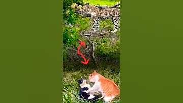 terrifying leopard fight next to cat fight #animals #shorts #jaguar #leopard #cat #catshorts #fyp