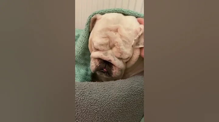 Brisket only loves his Bed & his momma, he’s not sorry! #bulldog #bullylove #animallover #dog #bully