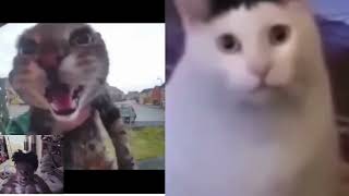 Meow 😁 vs "huh" cat 💀 mggaow #DoorBellCat #MlemCat