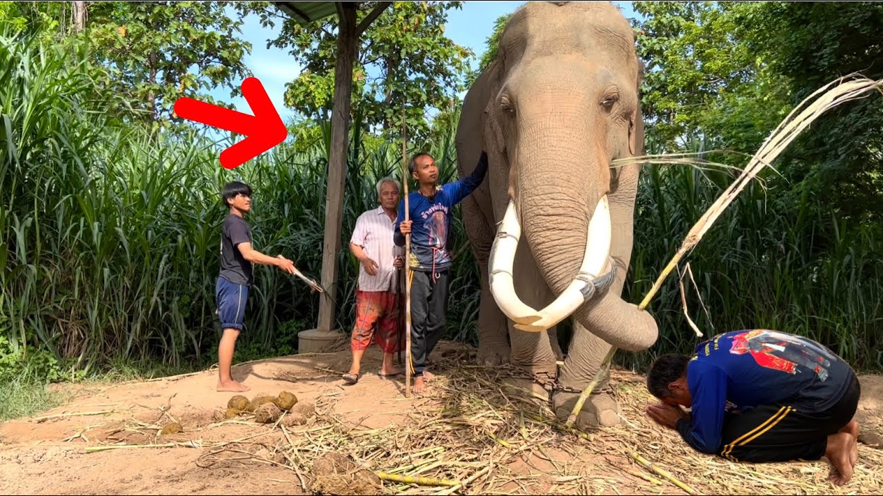 ขนลุก‼️กราบพ่อใหญ่! ก่อนพา…ออกเดิน หลังหยุดตกมัน‼️