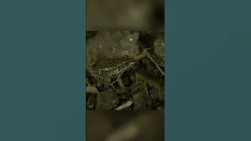 Хорошо что эти жуки такие маленькие. Жужелица Эпомис