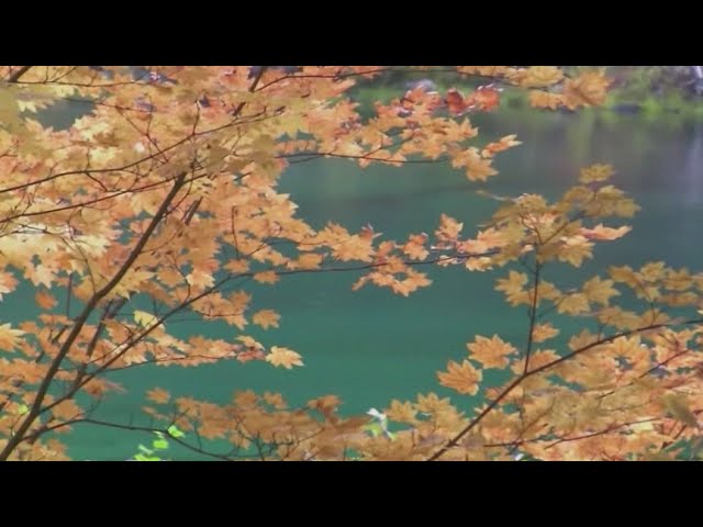 Michael E - Autumn Leaves
