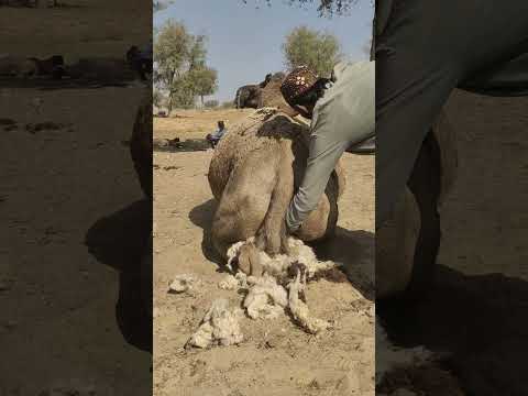 فلاح صحراوي يمنح ناقته الدفء عند الفجر فتأخذ الحرارة بشغف من شد ة البرد