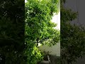 how to get healthy fruits and juice from home garden 🍊#fruitcutting #homefruitgarden #love #benefits