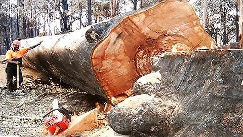 Amazing Fastest Skill Cutting Biggest Tree ChainSaw Machines, Dangerous Felling Down Huge Tree
