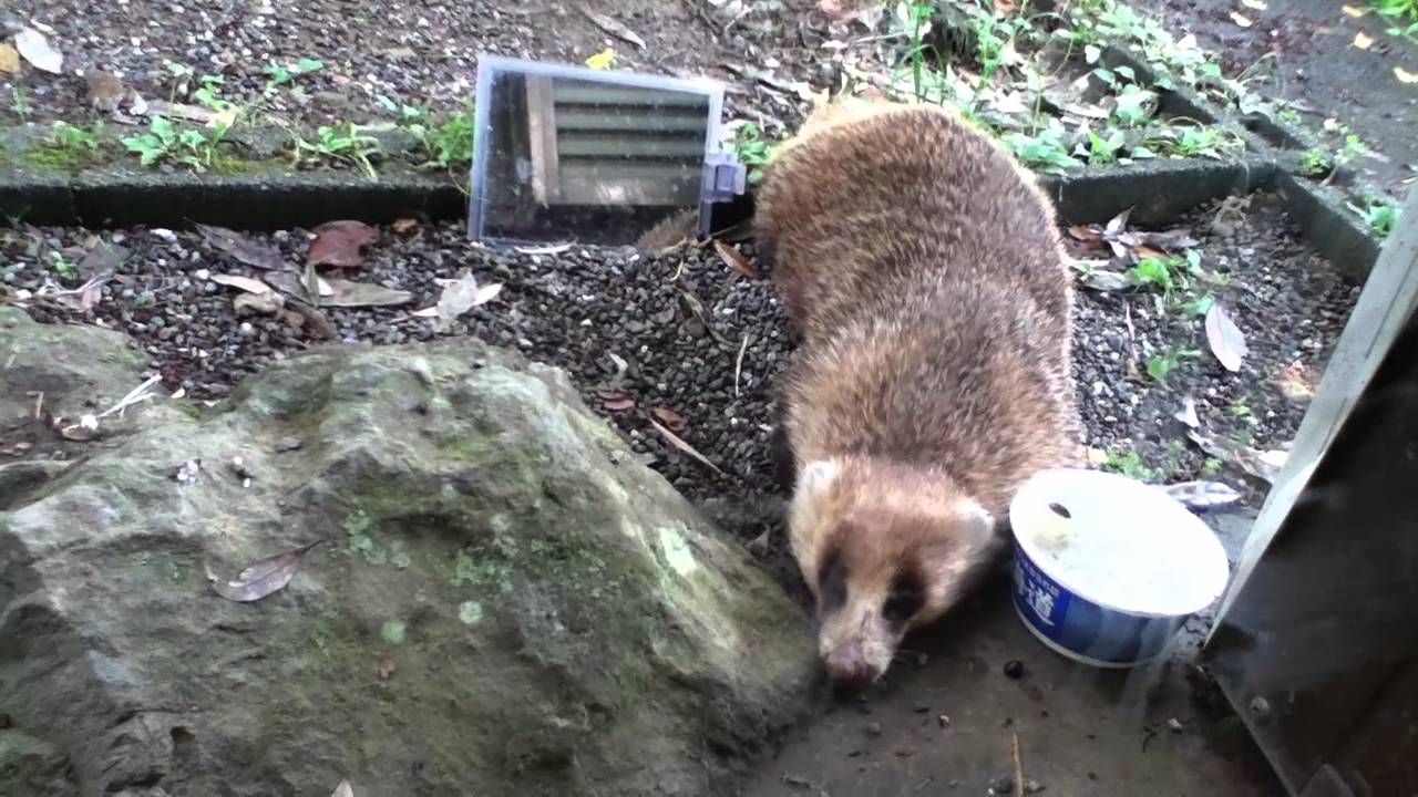 野生のアナグマが食べたり飲んだり伏せたり可愛いです Youtube