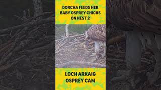Pure sweetness on Osprey Nest 2 🥺🦅