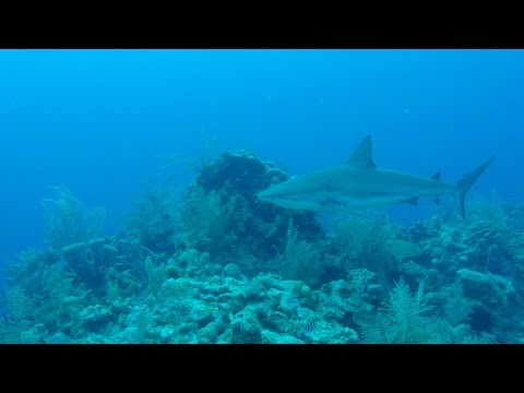 In the Field: Scuba Diving Belize's Half Moon Caye Wall