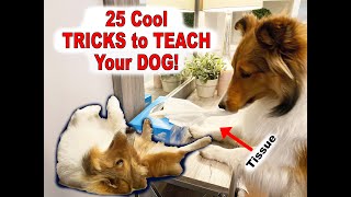 Top 25 MORE Super Cool Tricks to Teach Your Dog! 🐶🥰🐶 - Trick Compilation part 2 by Burke BunchTV 1,175 views 2 years ago 10 minutes, 41 seconds