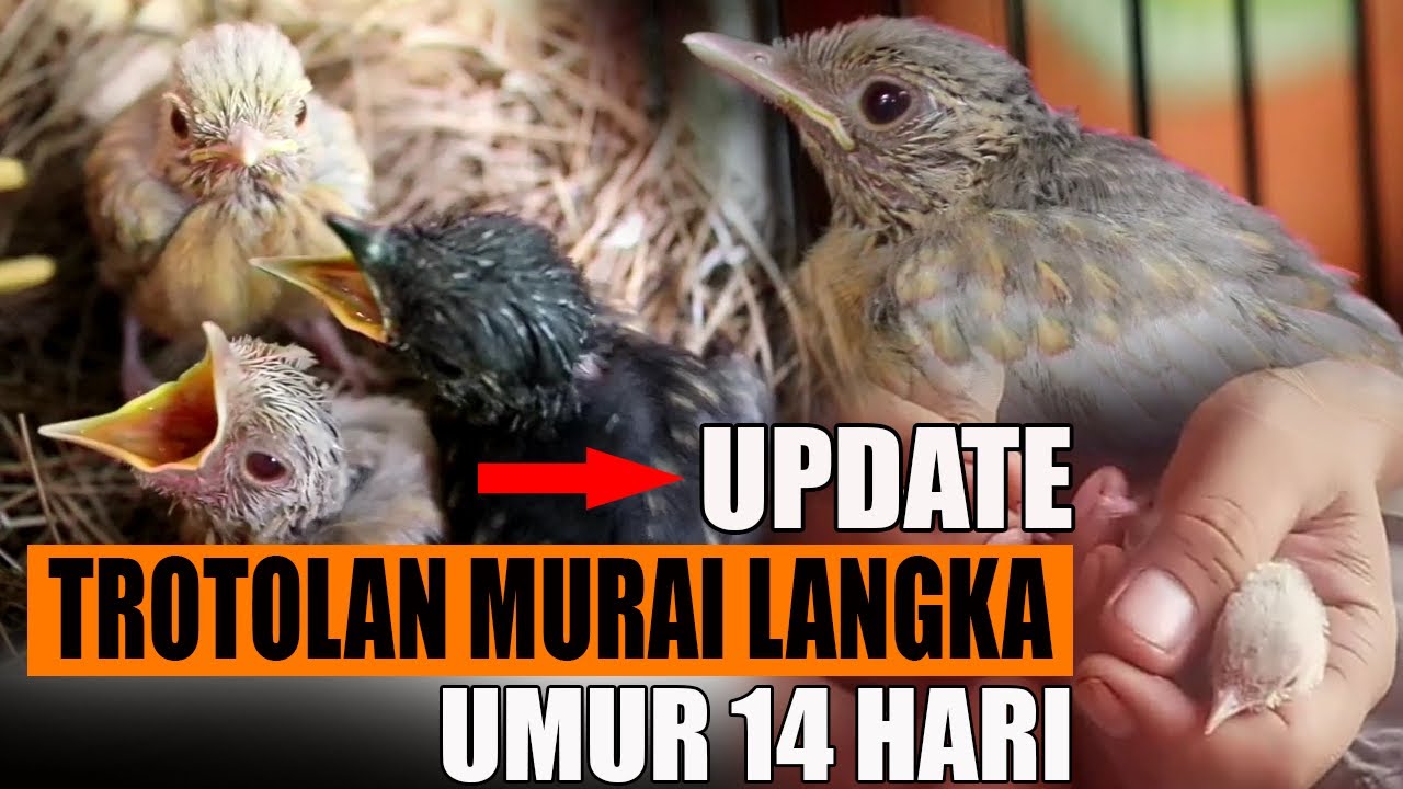 UPDATE MURAI LANGKA UMUR 14 HARI