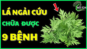 Tin Vui: 9 Lợi Ích Của Lá Ngải Cứu Chữa Được 9 Căn Bệnh Thường Gặp Nhất - kênh sức khoẻ bổ ích