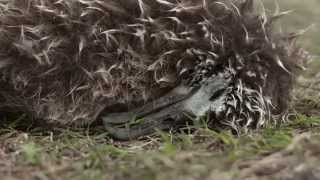 Effect of Human Littering on Bird Life