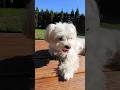 Wiosenne słońce #codi  #maltańczyk #pies #dog #słońce