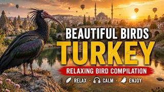 Birds of TURKEY 🐦 🇹🇷 | Compilation Chirping Sounds | Nature Relaxing, Deep & Calming | Part 81
