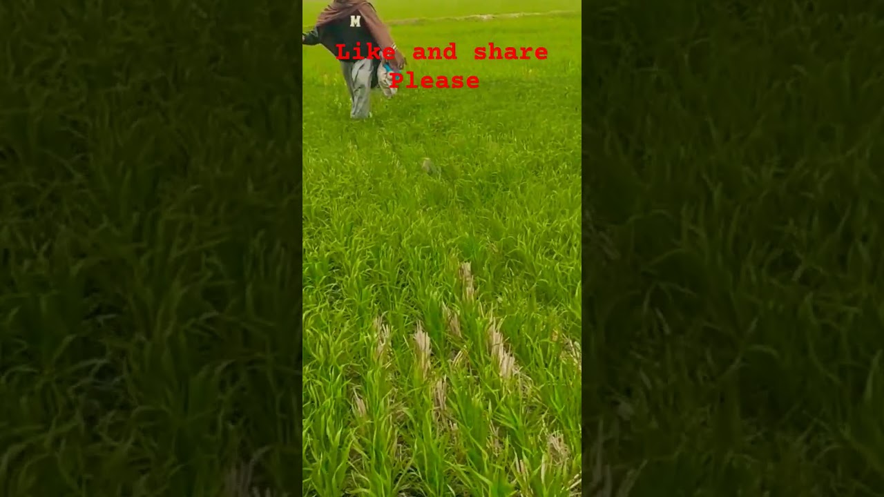 hunting Quail with dog||  2024