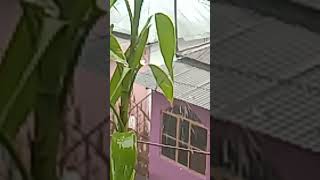💕Mein rahoon ya na rahoon#song #rain #love #enjoy #nature #shorts #beautiful @littleworld493