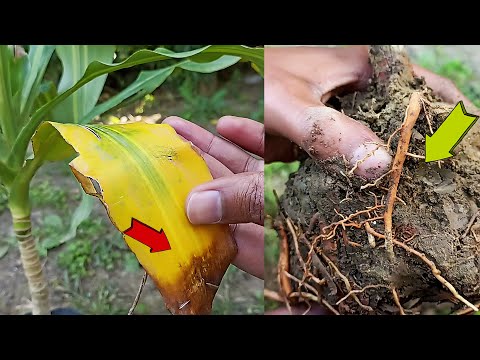 Wideo: Czy mogę przywrócić wygięte rośliny kukurydzy – jak uratować przebitą kukurydzę