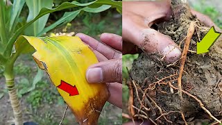 How to save your dying Corn Plant Dracaena