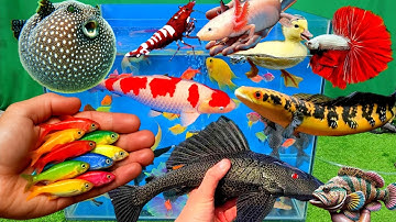 Video tổng hợp cá cảnh đẹp, vịt, vịt con, cá koi, cá trê, cá nóc, cá bảy màu