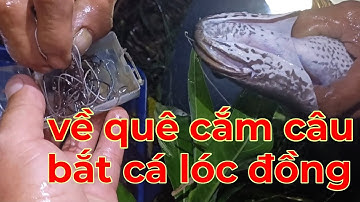 Về quê cắm câu bắt cá lóc đồng / Drop bait for snakehead fishing