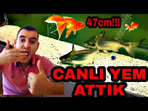 CHALLENGER KÖPEK BALIĞINA