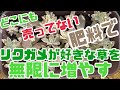 【人間も食べられる多肉植物】どこにも売ってない肥料で無限に増える草をめちゃくちゃ簡単に育てる