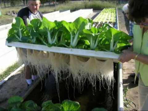 How to aquaponics guide | How to aquaponics goldfish - YouTube