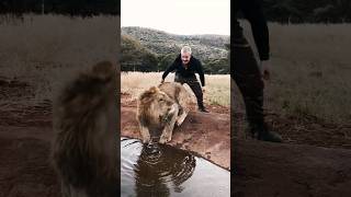 Lion Vs Human Funny Video #Wildlife #Funny #Animals #Shorts