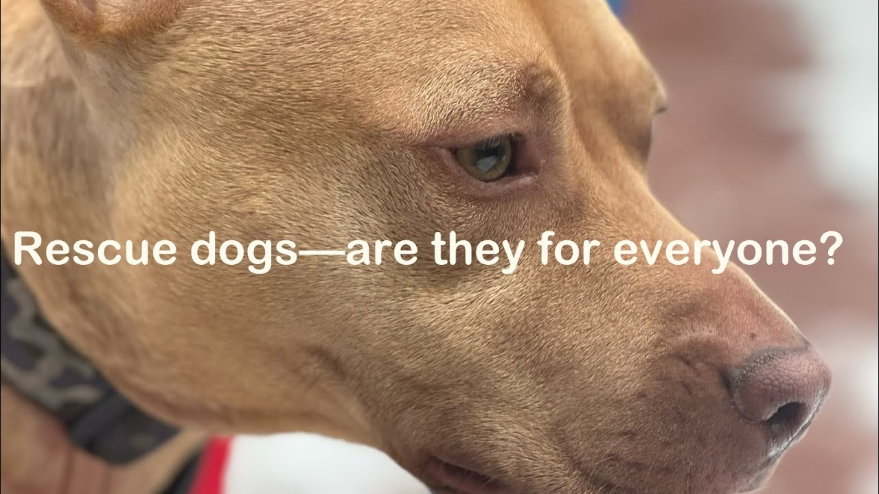 Rescue dogs—are they for everyone? - YouTube