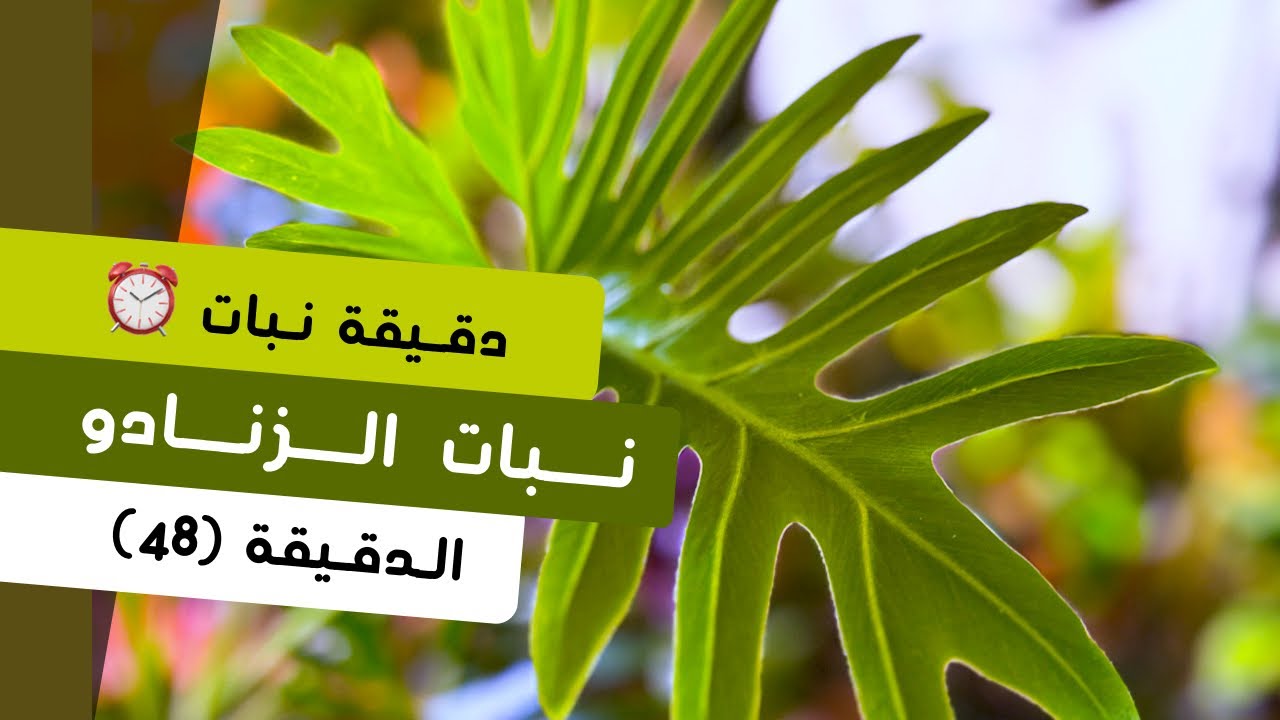 دقيقة نبات |٤٨| نبات الزنادو Xanadu