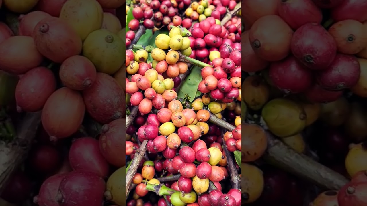 "Kopi Merah: Rasa Tak Terlupa".  