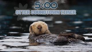 5:00 Minute Otter Countdown Timer 🦦 | Cute & Relaxing with Happy Music