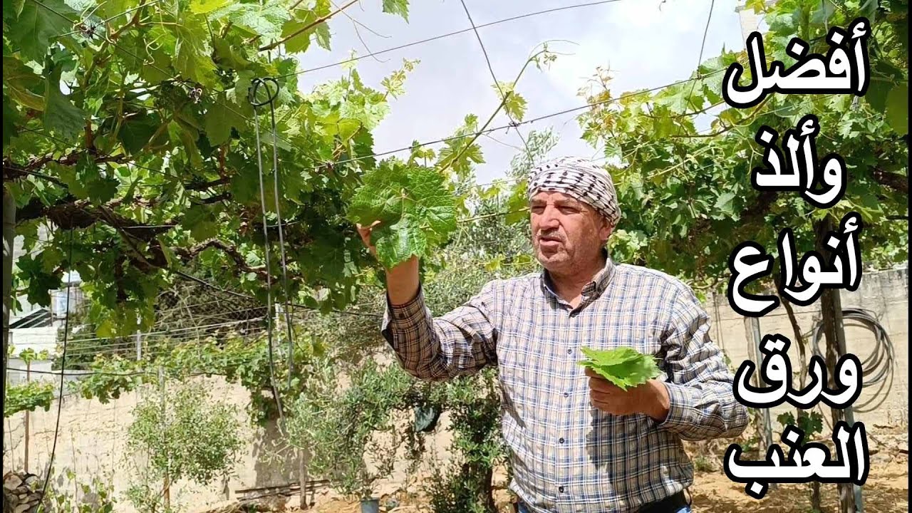 افضل وألذ انواع ورق العنب