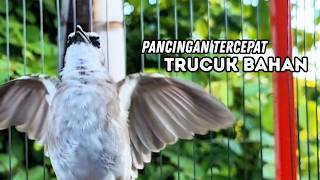 Suara Burung TRUCUKAN gacor ROPEL VARIASI NROTOK NGECUPLIK pancingan trucukan agar JADI trucuk GACOR