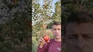 Pink Lady Apple Taste Test #fruits #garden
