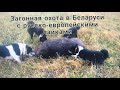 Загонная охота  в Беларуси с русско-европейскими лайками#9|Wild boar hunting in Belarus with huskies