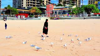 Gold Coast Seagull | Wildlife Photography | Australian Wildlife