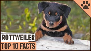 Rottweiler Dog Breed - Top 10 Facts | Dog World