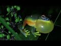 Orange-thighed Treefrog calling