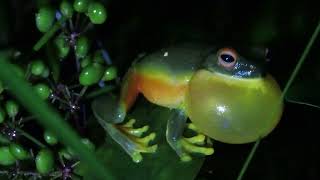 Orange-thighed Treefrog calling