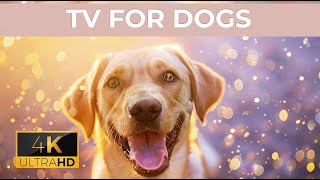 [LIVE] Dog MusicDog Calming Music for DogsAnti Separation anxiety relief musicDog Sleep Music 13