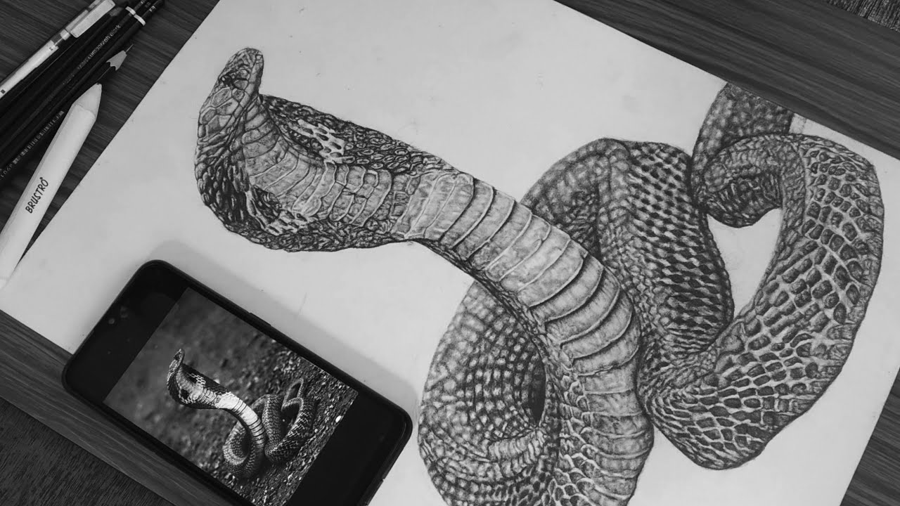 coiled rattlesnake drawing realism